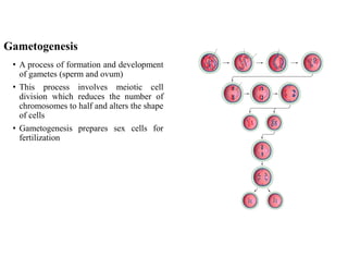 Gametogenesis
• A process of formation and development
of gametes (sperm and ovum)
• This process involves meiotic cell
division which reduces the number of
chromosomes to half and alters the shape
of cells
• Gametogenesis prepares sex cells for
fertilization
 