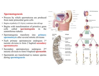 Spermatogenesis
• Process by which spermatozoa are produced
from male primordial germ cells
• Begins at puberty (13-16yrs); continues into old age
• Begins with transformation of primitive germ
cells called spermatogonia in the
seminiferous tubules
• Spermatogonia transform into primary
spermatocyte after several mitotic divisions
• Each primary spermatocyte undergoes 1st
meiotic division to form 2 haploid secondary
spermatocytes
• Secondary spermatoctyes undergoes 2nd
meiotic division to form 4 haploid spermatids
• Spermatids are transformed to mature sperms
during spermiogenesis
 