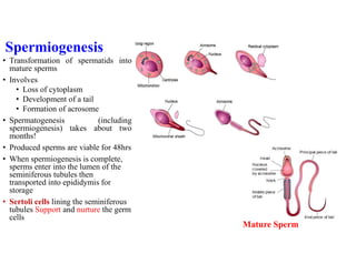 Spermiogenesis
• Transformation of spermatids into
mature sperms
• Involves
• Loss of cytoplasm
• Development of a tail
• Formation of acrosome
• Spermatogenesis (including
spermiogenesis) takes about two
months!
• Produced sperms are viable for 48hrs
• When spermiogenesis is complete,
sperms enter into the lumen of the
seminiferous tubules then
transported into epididymis for
storage
• Sertoli cells lining the seminiferous
tubules Support and nurture the germ
cells
Mature Sperm
 