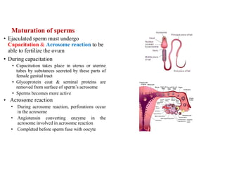 Maturation of sperms
• Ejaculated sperm must undergo
Capacitation & Acrosome reaction to be
able to fertilize the ovum
• During capacitation
• Capacitation takes place in uterus or uterine
tubes by substances secreted by these parts of
female genital tract
• Glycoprotein coat & seminal proteins are
removed from surface of sperm’s acrosome
• Sperms becomes more active
• Acrosome reaction
• During acrosome reaction, perforations occur
in the acrosome
• Angiotensin converting enzyme in the
acrosome involved in acrosome reaction
• Completed before sperm fuse with oocyte
 