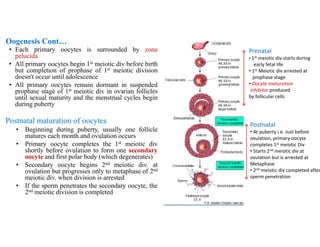 • Each primary oocytes is surrounded by zona
pelucida
• All primary oocytes begin 1st meiotic div before birth
but completion of prophase of 1st meiotic division
doesn't occur until adolescence
• All primary oocytes remain dormant in suspended
prophase stage of 1st meiotic div in ovarian follicles
until sexual maturity and the menstrual cycles begin
during puberty
Postnatal maturation of oocytes
• Beginning during puberty, usually one follicle
matures each month and ovulation occurs
• Primary oocyte completes the 1st meiotic div
shortly before ovulation to form one secondary
oocyte and first polar body (which degenerates)
• Secondary oocyte begins 2nd meiotic div. at
ovulation but progresses only to metaphase of 2nd
meiotic div. when division is arrested
• If the sperm penetrates the secondary oocyte, the
2nd meiotic division is completed
Oogenesis Cont…
Prenatal
• 1st meiotic div starts during
early fetal life
• 1st Meiotic div arrested at
prophase stage
• Oocyte maturation
inhibitor produced
by follicular cells
Postnatal
• At puberty i.e. Just before
ovulation, primary oocyte
completes 1st meiotic Div
• Starts 2nd meiotic div at
ovulation but is arrested at
Metaphase
• 2nd meiotic div completed after
sperm penetration
 