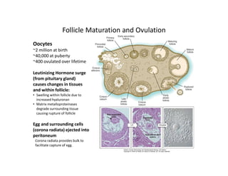 Follicle Maturation and Ovulation
Oocytes
~2 million at birth
~40,000 at puberty
~400 ovulated over lifetime
Leutinizing Hormone surge
(from pituitary gland)
causes changes in tissues
and within follicle:
• Swelling within follicle due to
increased hyaluronan
• Matrix metalloproteinases
degrade surrounding tissue
causing rupture of follicle
Egg and surrounding cells
(corona radiata) ejected into
peritoneum
Corona radiata provides bulk to
facilitate capture of egg.
 