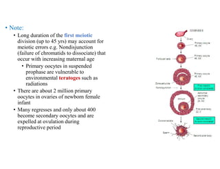 • Note:
• Long duration of the first meiotic
division (up to 45 yrs) may account for
meiotic errors e.g. Nondisjunction
(failure of chromatids to dissociate) that
occur with increasing maternal age
• Primary oocytes in suspended
prophase are vulnerable to
environmental teratoges such as
radiations
• There are about 2 million primary
oocytes in ovaries of newborn female
infant
• Many regresses and only about 400
become secondary oocytes and are
expelled at ovulation during
reproductive period
 
