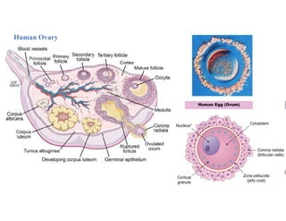 Human Ovary
 