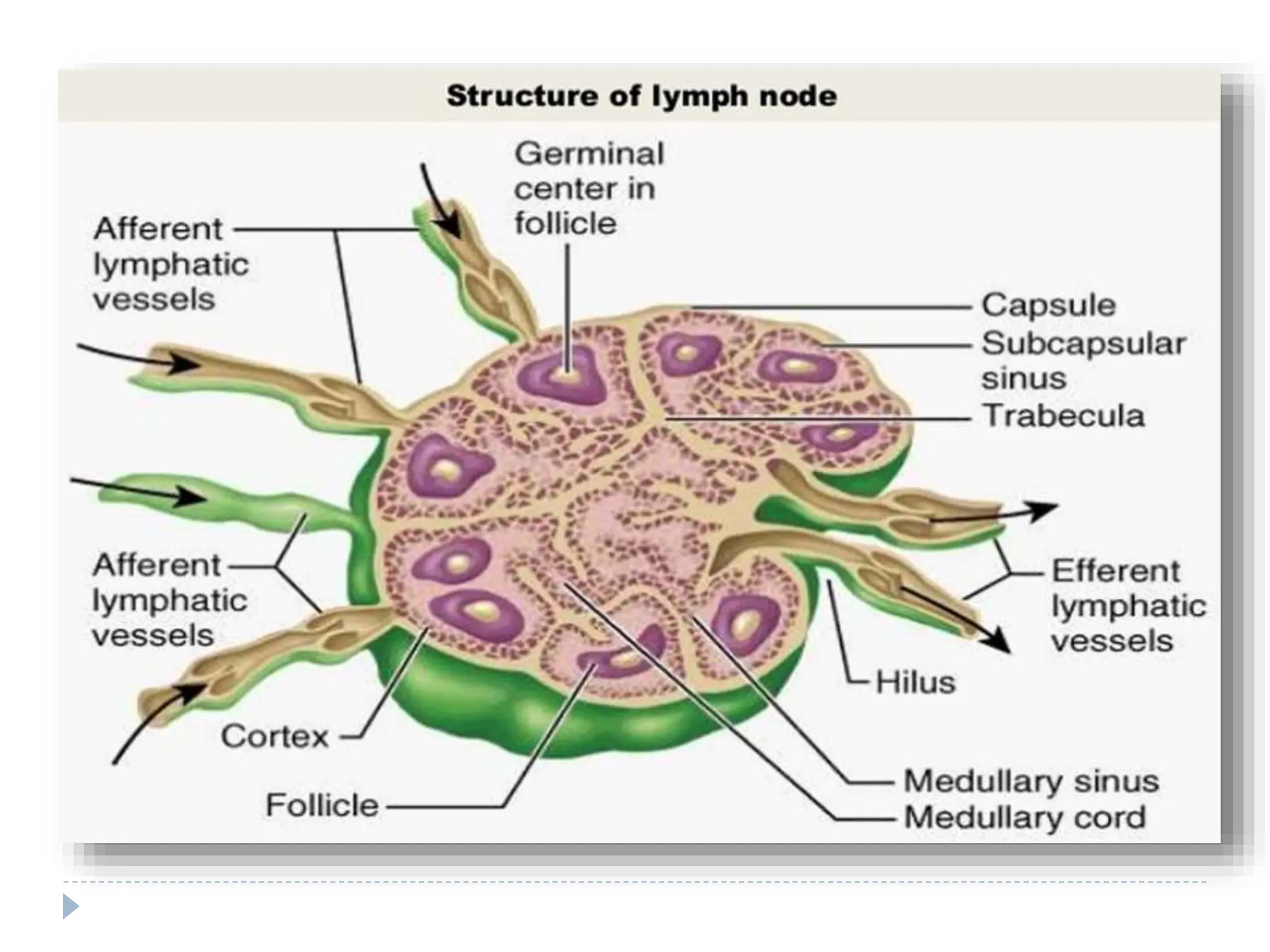 BSC nursing - LYMPHATIC SYSTEM notes.pptx
