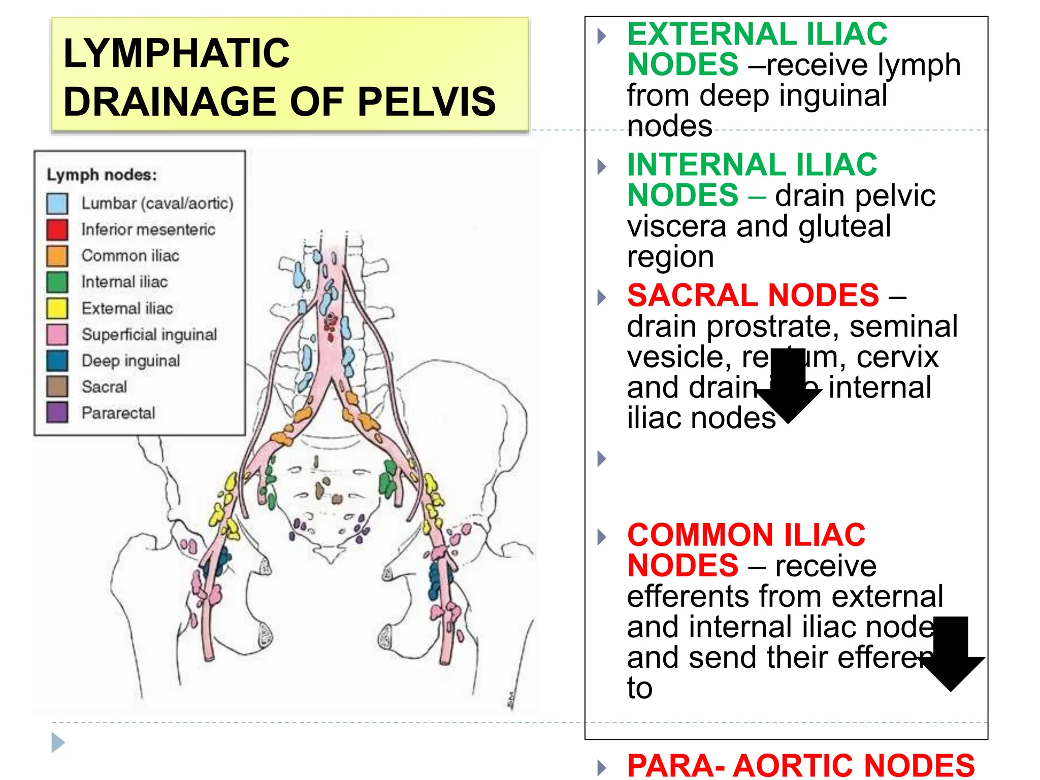 BSC Nursing LYMPHATIC SYSTEM Notes pptx