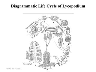 Bsc 1st Lycopodium_SG.pdf with structure | PDF