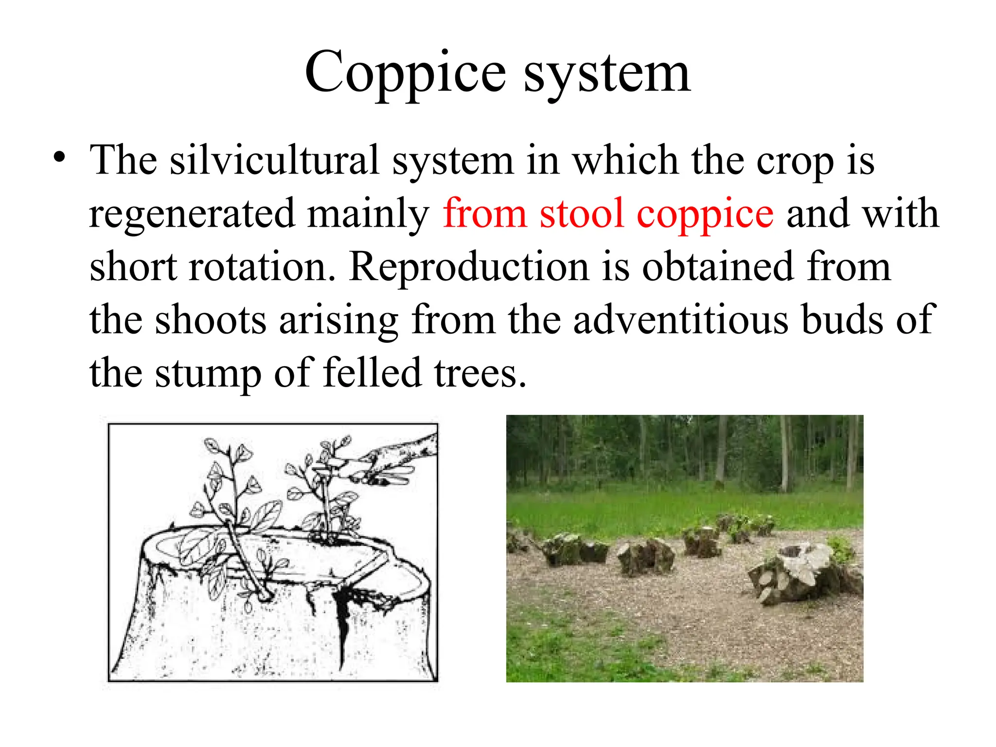 Coppice system
• The silvicultural system in which the crop is
regenerated mainly from stool coppice and with
short rotation. Reproduction is obtained from
the shoots arising from the adventitious buds of
the stump of felled trees.
 