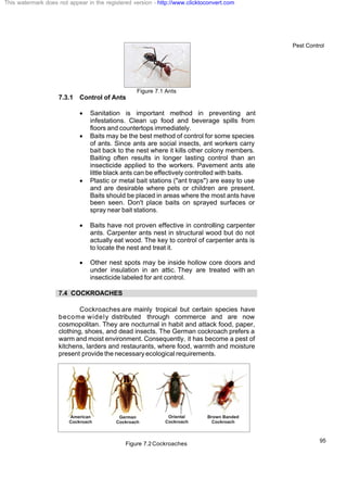Pest Control
95
Figure 7.1 Ants
7.3.1 Control of Ants
· Sanitation is important method in preventing ant
infestations. Clean up food and beverage spills from
floors and countertops immediately.
· Baits may be the best method of control for some species
of ants. Since ants are social insects, ant workers carry
bait back to the nest where it kills other colony members.
Baiting often results in longer lasting control than an
insecticide applied to the workers. Pavement ants ate
little black ants can be effectively controlled with baits.
· Plastic or metal bait stations ("ant traps") are easy to use
and are desirable where pets or children are present.
Baits should be placed in areas where the most ants have
been seen. Don't place baits on sprayed surfaces or
spray near bait stations.
· Baits have not proven effective in controlling carpenter
ants. Carpenter ants nest in structural wood but do not
actually eat wood. The key to control of carpenter ants is
to locate the nest and treat it.
· Other nest spots may be inside hollow core doors and
under insulation in an attic. They are treated with an
insecticide labeled for ant control.
7.4 COCKROACHES
Cockroaches are mainly tropical but certain species have
become widely distributed through commerce and are now
cosmopolitan. They are nocturnal in habit and attack food, paper,
clothing, shoes, and dead insects. The German cockroach prefers a
warm and moist environment. Consequently, it has become a pest of
kitchens, larders and restaurants, where food, warmth and moisture
present provide the necessary ecological requirements.
Figure 7.2 Cockroaches
This watermark does not appear in the registered version - http://www.clicktoconvert.com
 