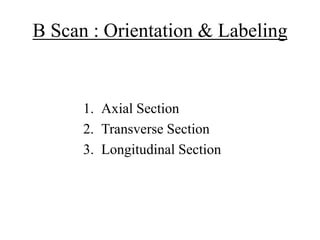 B Scan : Orientation & Labeling 
1. Axial Section 
2. Transverse Section 
3. Longitudinal Section 
 