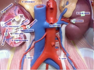 A – renal capsule C – renal hillum E – renal vein D – renal artery F – segmental artery H – major calyx B – medullary pyramid B – medullary pyramid I – minor calyx K – renal column L – renal cortex M – adipose tissue N – adrenal gland G – ureter G – ureter 