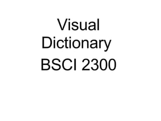 Visual Dictionary  BSCI 2300 