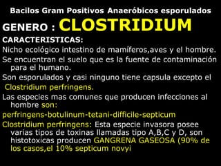 Bacilos Gram Positivos   Anaeróbicos esporulados ,[object Object],[object Object],[object Object],[object Object],[object Object],[object Object],[object Object],[object Object],[object Object]