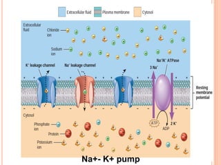 Na+- K+ pump
 