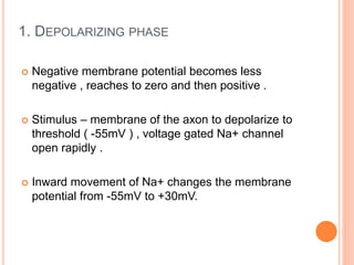 1. DEPOLARIZING PHASE
 Negative membrane potential becomes less
negative , reaches to zero and then positive .
 Stimulus – membrane of the axon to depolarize to
threshold ( -55mV ) , voltage gated Na+ channel
open rapidly .
 Inward movement of Na+ changes the membrane
potential from -55mV to +30mV.
 