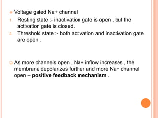  Voltage gated Na+ channel
1. Resting state :- inactivation gate is open , but the
activation gate is closed.
2. Threshold state :- both activation and inactivation gate
are open .
 As more channels open , Na+ inflow increases , the
membrane depolarizes further and more Na+ channel
open – positive feedback mechanism .
 