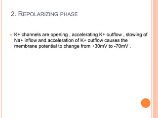 2. REPOLARIZING PHASE
 K+ channels are opening , accelerating K+ outflow , slowing of
Na+ inflow and acceleration of K+ outflow causes the
membrane potential to change from +30mV to -70mV .
 