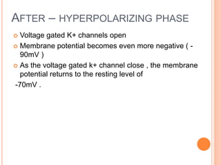 AFTER – HYPERPOLARIZING PHASE
 Voltage gated K+ channels open
 Membrane potential becomes even more negative ( -
90mV )
 As the voltage gated k+ channel close , the membrane
potential returns to the resting level of
-70mV .
 