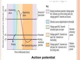 Action potential
 