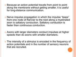  Because an action potential travels from point to point
along the membrane without getting smaller, it is useful
for long-distance communication.
 Nerve impulse propagation in which the impulse “leaps”
from one node of Ranvier to the next along a myelinated
axon is saltatory conduction. Saltatory conduction is
faster than continuous conduction.
 Axons with larger diameters conduct impulses at higher
speeds than do axons with smaller diameters.
 The intensity of a stimulus is encoded in the frequency of
action potentials and in the number of sensory neurons
that are recruited.
 