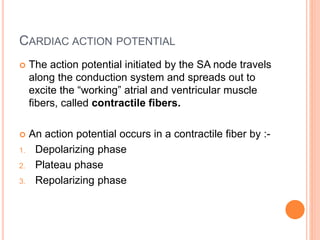 CARDIAC ACTION POTENTIAL
 The action potential initiated by the SA node travels
along the conduction system and spreads out to
excite the “working” atrial and ventricular muscle
fibers, called contractile fibers.
 An action potential occurs in a contractile fiber by :-
1. Depolarizing phase
2. Plateau phase
3. Repolarizing phase
 