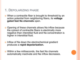1. DEPOLARIZING PHASE
 When a contractile fiber is brought to threshold by an
action potential from neighboring fibers, its voltage
gated fast Na channels open.
 Opening of these channels allows Na inflow because
the cytosol of contractile fibers is electrically more
negative than interstitial fluid and Na concentration is
higher in interstitial fluid.
 Inflow of Na down the electrochemical gradient
produces a rapid depolarization.
 Within a few milliseconds, the fast Na channels
automatically inactivate and Na inflow decreases.
 