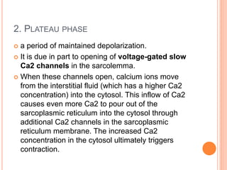 2. PLATEAU PHASE
 a period of maintained depolarization.
 It is due in part to opening of voltage-gated slow
Ca2 channels in the sarcolemma.
 When these channels open, calcium ions move
from the interstitial fluid (which has a higher Ca2
concentration) into the cytosol. This inflow of Ca2
causes even more Ca2 to pour out of the
sarcoplasmic reticulum into the cytosol through
additional Ca2 channels in the sarcoplasmic
reticulum membrane. The increased Ca2
concentration in the cytosol ultimately triggers
contraction.
 