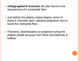  voltage-gated K channels are also found in the
sarcolemma of a contractile fiber.
 Just before the plateau phase begins, some of
these K channels open, allowing potassium ions to
leave the contractile fiber.
 Therefore, depolarization is sustained during the
plateau phase because Ca2 inflow just balances K
outflow.
 