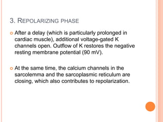 3. REPOLARIZING PHASE
 After a delay (which is particularly prolonged in
cardiac muscle), additional voltage-gated K
channels open. Outflow of K restores the negative
resting membrane potential (90 mV).
 At the same time, the calcium channels in the
sarcolemma and the sarcoplasmic reticulum are
closing, which also contributes to repolarization.
 
