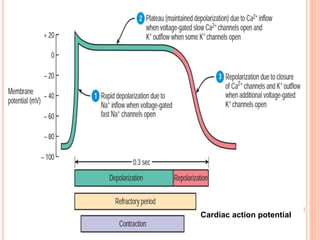 Cardiac action potential
 