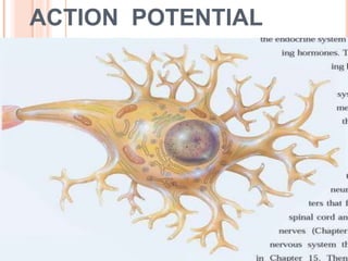 ACTION POTENTIAL
 