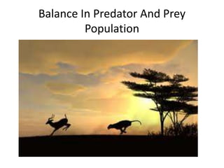 Balance In Predator And Prey
Population
 