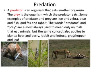 Predation
• A predator is an organism that eats another organism.
The prey is the organism which the predator eats. Some
examples of predator and prey are lion and zebra, bear
and fish, and fox and rabbit. The words "predator" and
"prey" are almost always used to mean only animals
that eat animals, but the same concept also applies to
plants: Bear and berry, rabbit and lettuce, grasshopper
and leaf.
 
