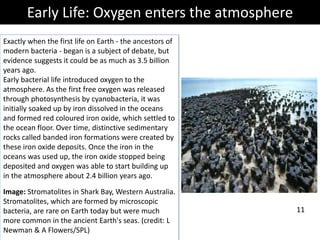 Early Life: Oxygen enters the atmosphere
Exactly when the first life on Earth - the ancestors of
modern bacteria - began is a subject of debate, but
evidence suggests it could be as much as 3.5 billion
years ago.
Early bacterial life introduced oxygen to the
atmosphere. As the first free oxygen was released
through photosynthesis by cyanobacteria, it was
initially soaked up by iron dissolved in the oceans
and formed red coloured iron oxide, which settled to
the ocean floor. Over time, distinctive sedimentary
rocks called banded iron formations were created by
these iron oxide deposits. Once the iron in the
oceans was used up, the iron oxide stopped being
deposited and oxygen was able to start building up
in the atmosphere about 2.4 billion years ago.
Image: Stromatolites in Shark Bay, Western Australia.
Stromatolites, which are formed by microscopic
bacteria, are rare on Earth today but were much
more common in the ancient Earth's seas. (credit: L
Newman & A Flowers/SPL)
11
 