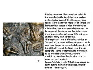 Life became more diverse and abundant in
the seas during the Cambrian time period,
which started about 545 million years ago.
Fossils in Pre-Cambrian rocks are of simple life
forms such as bacteria, with more complex
soft-bodied creatures appearing towards the
beginning of the Cambrian. Cambrian rocks
show large numbers of many different types
animals, many with hard shells.
This important shift is often described as an
"explosion", but new evidence suggests that it
may have been a more gradual change. Part of
the difficulty is that the fossil record is not
complete - some life forms were more likely
to be fossilised than others, and the
conditions that allow fossilisation to occur
were also not constant.
Image: Trilobite fossils. Trilobites appeared on
Earth during the Cambrian period. (credit:
Sinclair Stammers/SPL)
13
 
