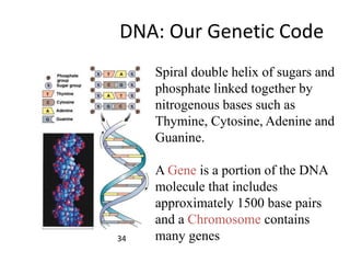 DNA: Our Genetic Code
Spiral double helix of sugars and
phosphate linked together by
nitrogenous bases such as
Thymine, Cytosine, Adenine and
Guanine.
A Gene is a portion of the DNA
molecule that includes
approximately 1500 base pairs
and a Chromosome contains
many genes34
 