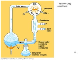 The Miller-Urey
experiment
35
 