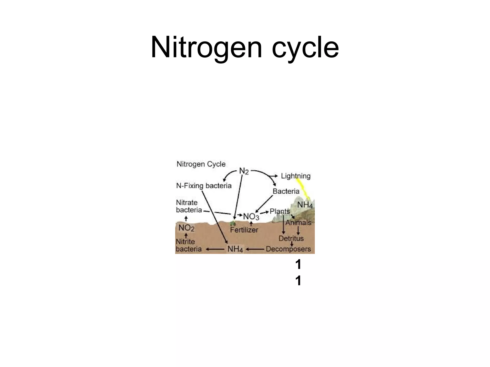 Nitrogen cycle
1
1
 