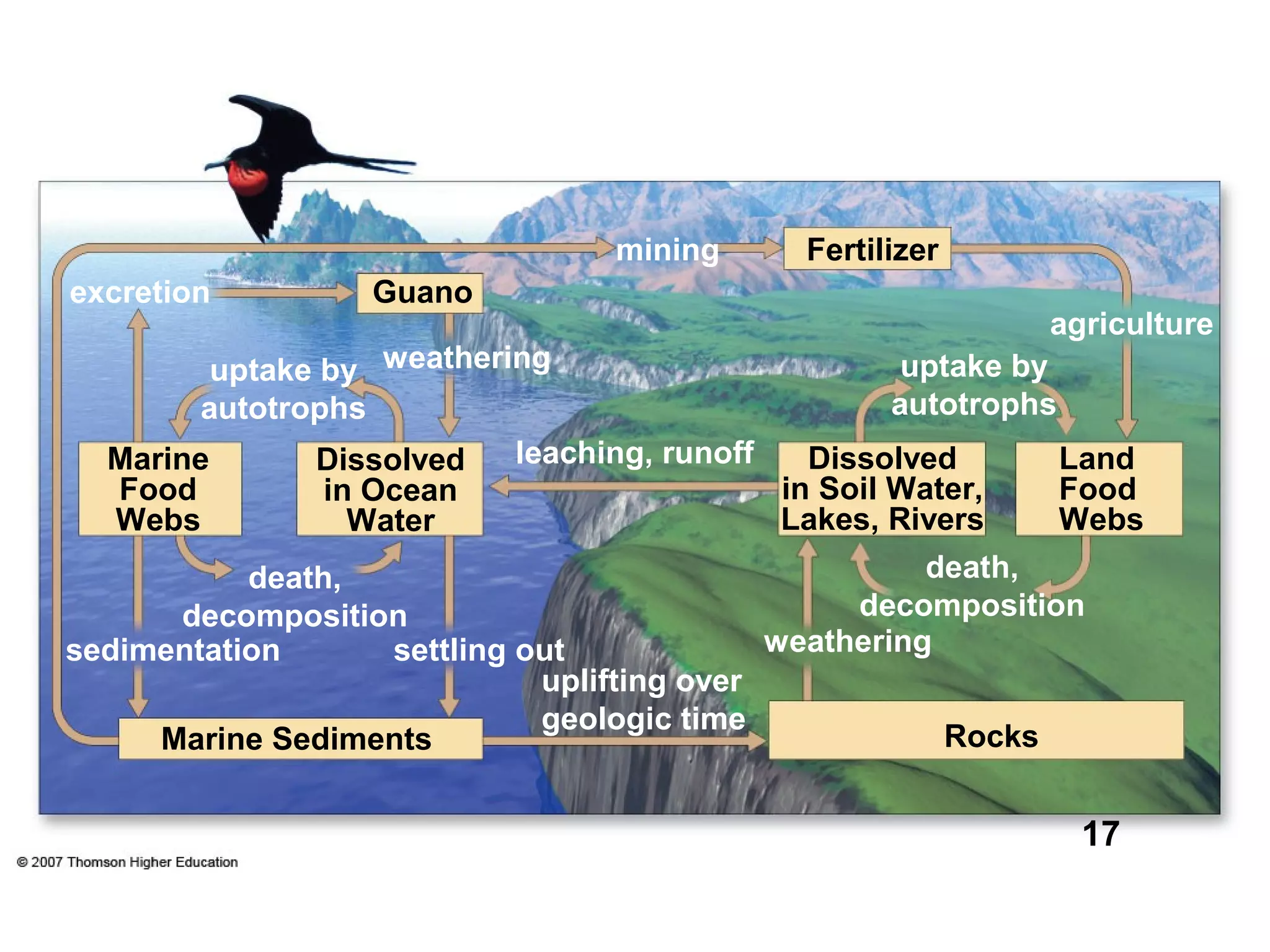 Dissolved
in Ocean
Water
Marine Sediments Rocks
uplifting over
geologic time
settling out weatheringsedimentation
Land
Food
Webs
Dissolved
in Soil Water,
Lakes, Rivers
death,
decomposition
uptake by
autotrophs
agriculture
leaching, runoff
uptake by
autotrophs
excretion
death,
decomposition
mining Fertilizer
weathering
Guano
Marine
Food
Webs
17
 