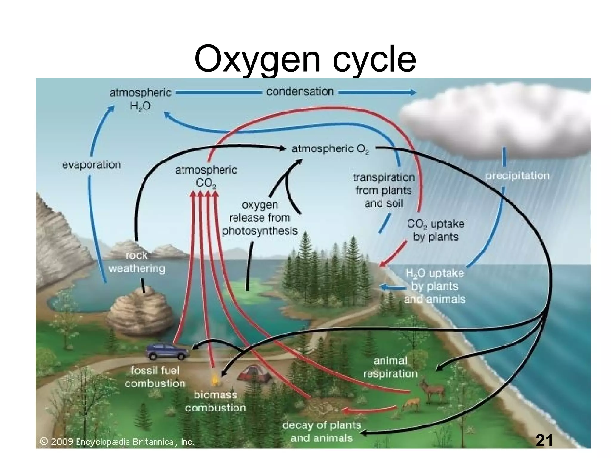 Oxygen cycle
21
 