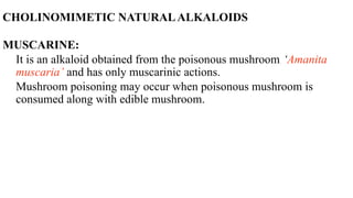 CHOLINOMIMETIC NATURALALKALOIDS
MUSCARINE:
It is an alkaloid obtained from the poisonous mushroom ‘Amanita
muscaria’ and has only muscarinic actions.
Mushroom poisoning may occur when poisonous mushroom is
consumed along with edible mushroom.
 