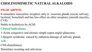 CHOLINOMIMETIC NATURALALKALOIDS
PILOCARPINE:
It stimulates muscarinic receptors only in exocrine glands (sweat, salivary,
lacrimal, bronchial) and has less effect on other receptors (smooth muscles,
CVS)
Stable to hydrolysis by AChE
Clinical Indications:
1-Acute congestive and chronic simple (open-angle) glaucoma.
2-Sjogren syndrome caused by radiation damage of salivary glands
A/R
CNS disturbances
Stimulates sweating and salivation
 