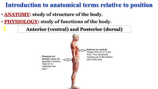 • ANATOMY: study of structure of the body.
• PHYSIOLOGY: study of functions of the body.
Introduction to anatomical terms relative to position
Anterior (ventral) and Posterior (dorsal)
 
