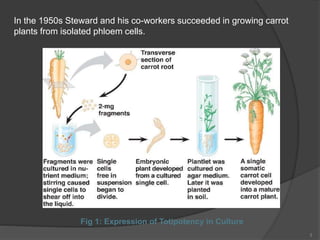 In the 1950s Steward and his co-workers succeeded in growing carrot
plants from isolated phloem cells.
Fig 1: Expression of Totipotency in Culture
3
 