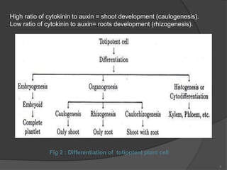Fig 2 : Differentiation of totipotent plant cell
High ratio of cytokinin to auxin = shoot development (caulogenesis).
Low ratio of cytokinin to auxin= roots development (rhizogenesis).
4
 