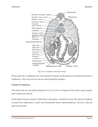 BSCZO-201.pdf
