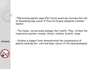 -The brachycephalic dogs (flat faces) would see increase the risk
of developing lung cancer if they live largely alongside a smoker
master.

- The fumes can seriously damage their health. They irritate the
respiratory system: sinuses, throat, trachea, bronchi, lungs.
Animals

- Studies in support have demonstrated the consequences of
passive smoking (for cats and dogs: cancer of the nasal passages)

 