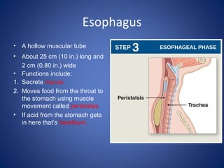Esophagus
• A hollow muscular tube
• About 25 cm (10 in.) long and
2 cm (0.80 in.) wide
• Functions include:
1. Secrete mucus
2. Moves food from the throat to
the stomach using muscle
movement called peristalsis
• If acid from the stomach gets
in here that’s heartburn.
 