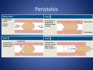 Peristalsis
 