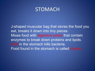 STOMACH
J-shaped muscular bag that stores the food you
eat, breaks it down into tiny pieces.
Mixes food with digestive juices that contain
enzymes to break down proteins and lipids.
Acid in the stomach kills bacteria.
Food found in the stomach is called chyme
 